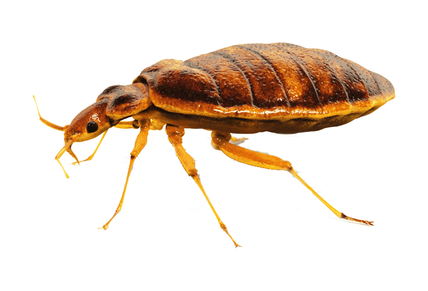 bed bug exterminator